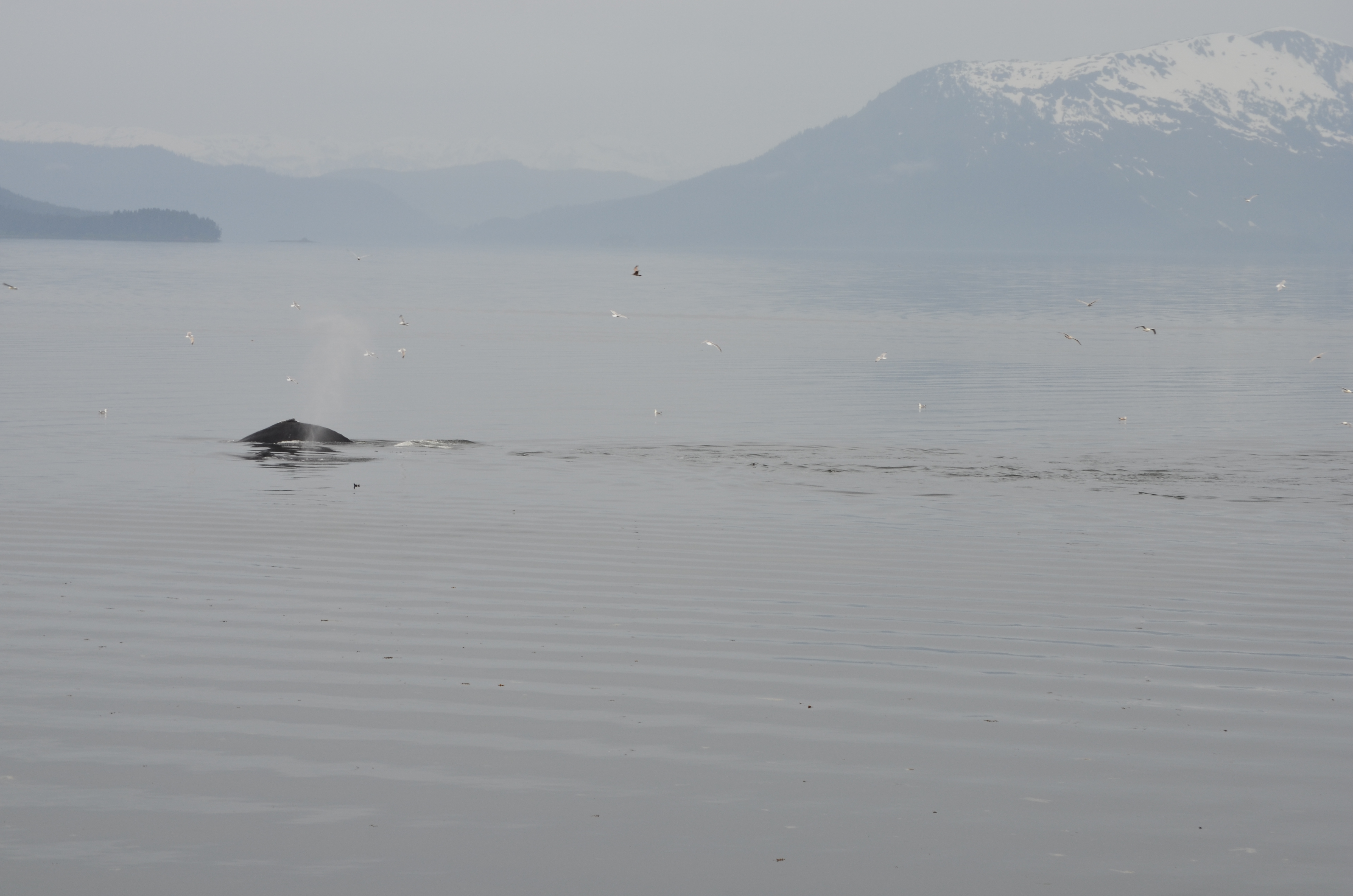 ./2017/08 - Alaska Cruise/10 - Icy Strait Point/DSC_0215.JPG
